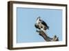 Osprey-Gary Carter-Framed Photographic Print