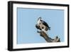 Osprey-Gary Carter-Framed Photographic Print