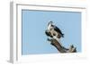 Osprey-Gary Carter-Framed Photographic Print