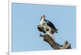 Osprey-Gary Carter-Framed Photographic Print