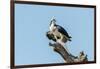 Osprey-Gary Carter-Framed Photographic Print