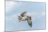 Osprey-Gary Carter-Mounted Photographic Print