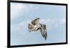 Osprey-Gary Carter-Framed Photographic Print