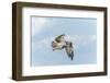 Osprey-Gary Carter-Framed Photographic Print