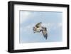 Osprey-Gary Carter-Framed Photographic Print