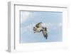 Osprey-Gary Carter-Framed Photographic Print