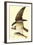 Osprey-John James Audubon-Framed Art Print