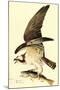 Osprey-John James Audubon-Mounted Art Print