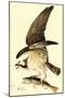 Osprey-John James Audubon-Mounted Art Print