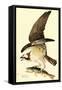 Osprey-John James Audubon-Framed Stretched Canvas