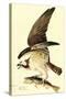 Osprey-John James Audubon-Stretched Canvas