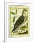 Osprey-Georges-Louis Buffon-Framed Giclee Print