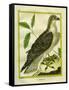 Osprey-Georges-Louis Buffon-Framed Stretched Canvas