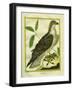 Osprey-Georges-Louis Buffon-Framed Giclee Print