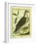 Osprey-Georges-Louis Buffon-Framed Giclee Print