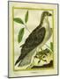 Osprey-Georges-Louis Buffon-Mounted Giclee Print