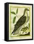 Osprey-Georges-Louis Buffon-Framed Stretched Canvas