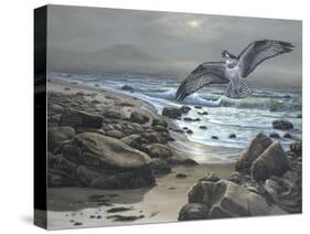 Osprey-Bruce Dumas-Stretched Canvas
