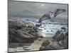 Osprey-Bruce Dumas-Mounted Premium Giclee Print