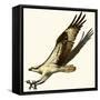 Osprey-null-Framed Stretched Canvas