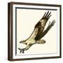 Osprey-null-Framed Giclee Print