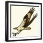 Osprey-null-Framed Giclee Print