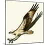 Osprey-null-Mounted Giclee Print