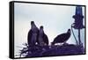 Osprey-Mary Hollinger-Framed Stretched Canvas