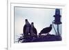 Osprey-Mary Hollinger-Framed Art Print