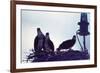 Osprey-Mary Hollinger-Framed Art Print