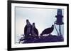 Osprey-Mary Hollinger-Framed Art Print