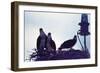 Osprey-Mary Hollinger-Framed Art Print