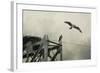 Ospreys at Pickwick-Jai Johnson-Framed Giclee Print