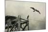 Ospreys at Pickwick-Jai Johnson-Mounted Giclee Print