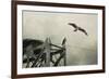 Ospreys at Pickwick-Jai Johnson-Framed Giclee Print