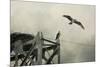 Ospreys at Pickwick-Jai Johnson-Mounted Giclee Print