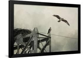 Ospreys at Pickwick-Jai Johnson-Framed Giclee Print