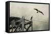Ospreys at Pickwick-Jai Johnson-Framed Stretched Canvas