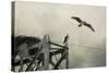 Ospreys at Pickwick-Jai Johnson-Stretched Canvas