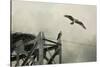 Ospreys at Pickwick-Jai Johnson-Stretched Canvas