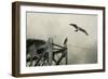 Ospreys at Pickwick-Jai Johnson-Framed Giclee Print