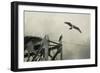 Ospreys at Pickwick-Jai Johnson-Framed Giclee Print