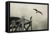 Ospreys at Pickwick-Jai Johnson-Framed Stretched Canvas