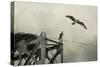 Ospreys at Pickwick-Jai Johnson-Stretched Canvas