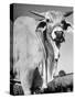 Osrigo Manso, National Champion Brahmin Bull-Cornell Capa-Stretched Canvas