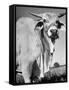 Osrigo Manso, National Champion Brahmin Bull-Cornell Capa-Framed Stretched Canvas