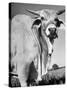 Osrigo Manso, National Champion Brahmin Bull-Cornell Capa-Stretched Canvas