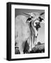 Osrigo Manso, National Champion Brahmin Bull-Cornell Capa-Framed Photographic Print