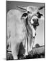 Osrigo Manso, National Champion Brahmin Bull-Cornell Capa-Mounted Photographic Print