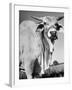 Osrigo Manso, National Champion Brahmin Bull-Cornell Capa-Framed Photographic Print